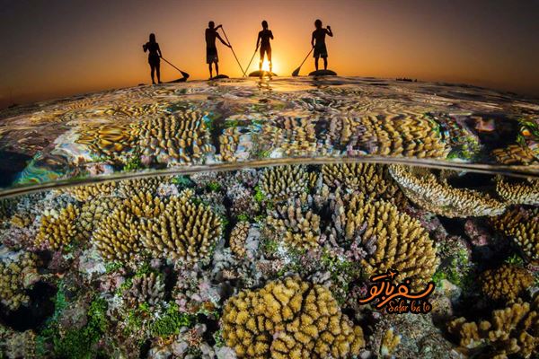 مرجان‌هایی که در کف اقیانوس جا خوش کرده اند 